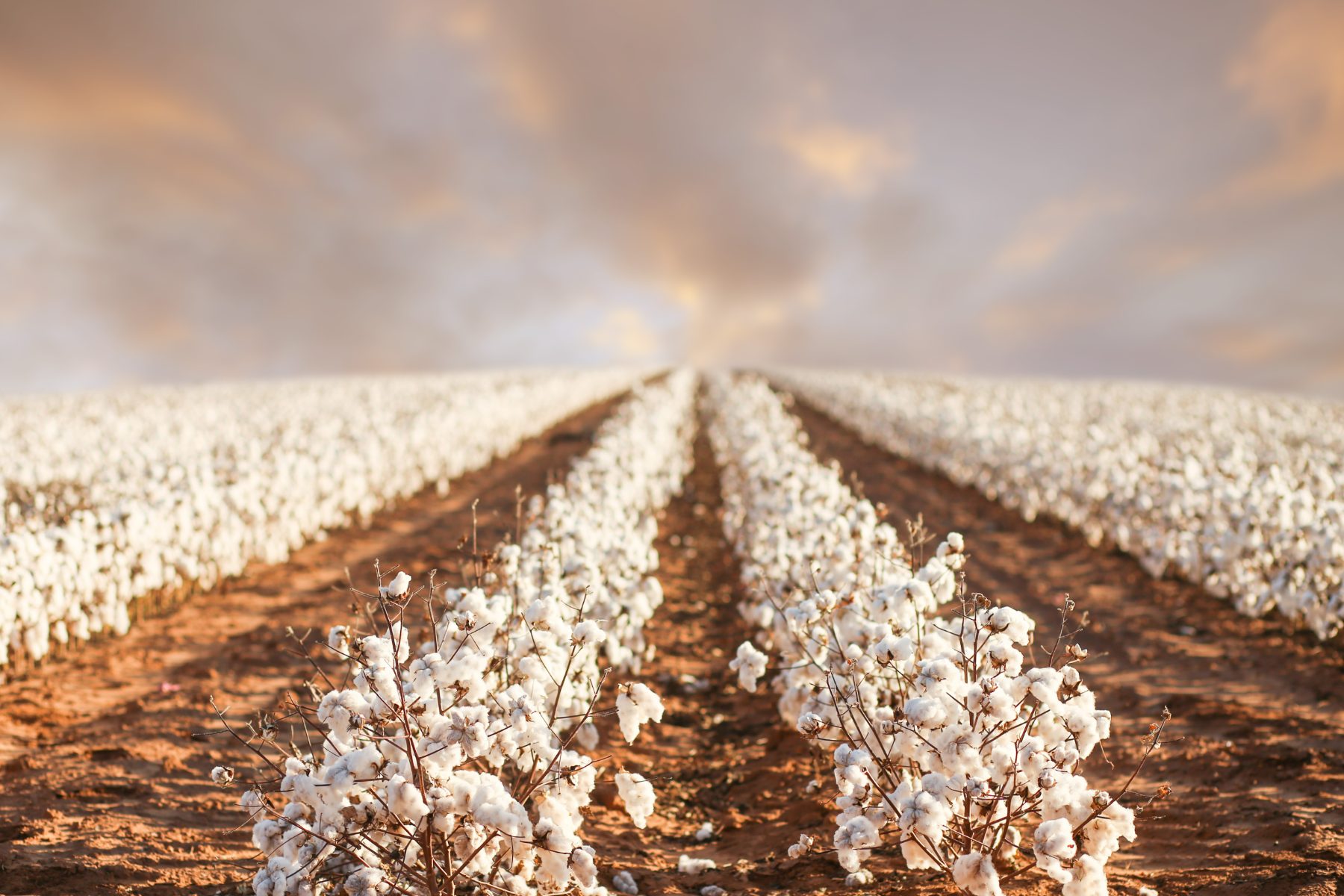 Cotton field at harvest